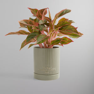 Kith for New York Botanical Garden Planter - Bronze Leaf