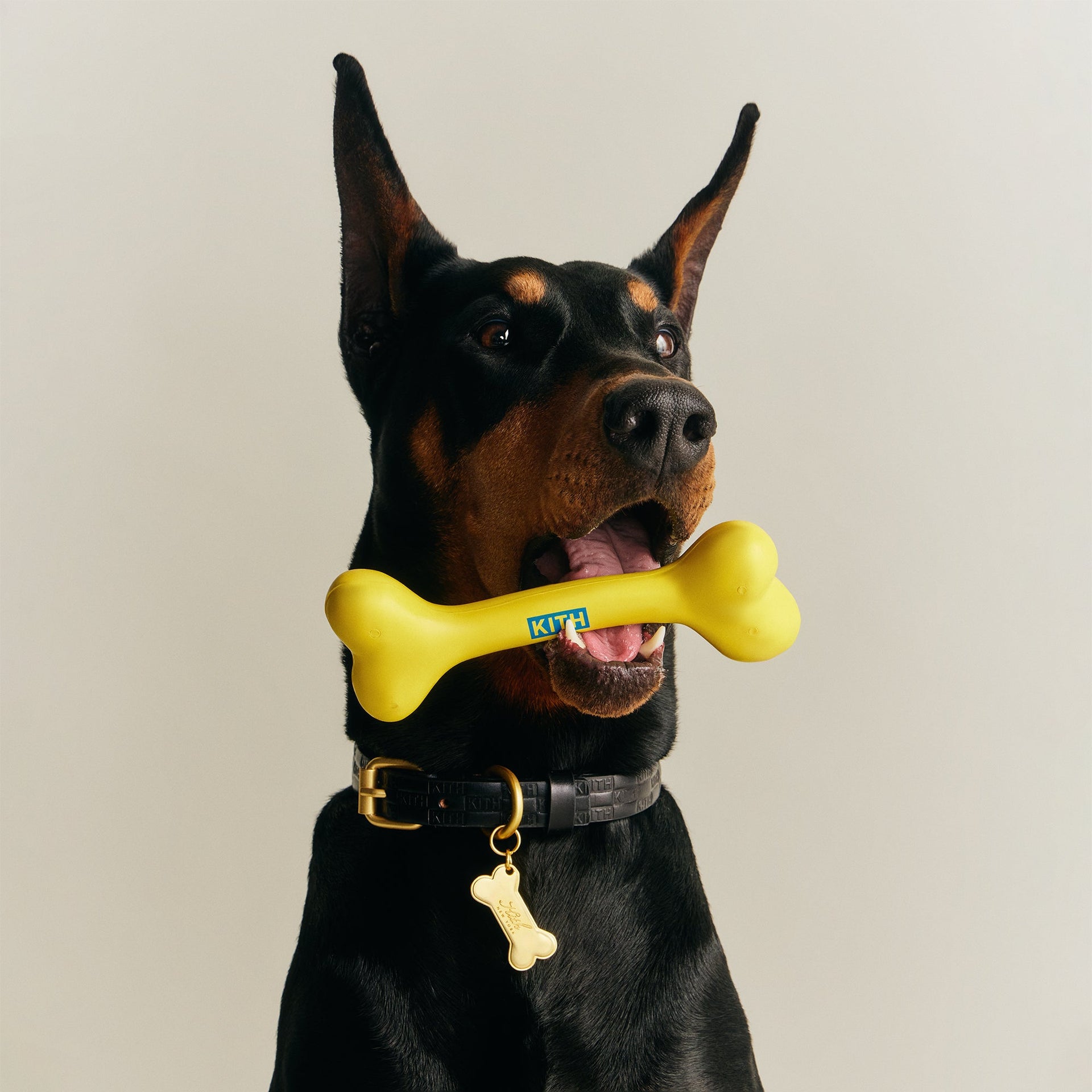 Kith for wagwear Bone - Yellow - PH