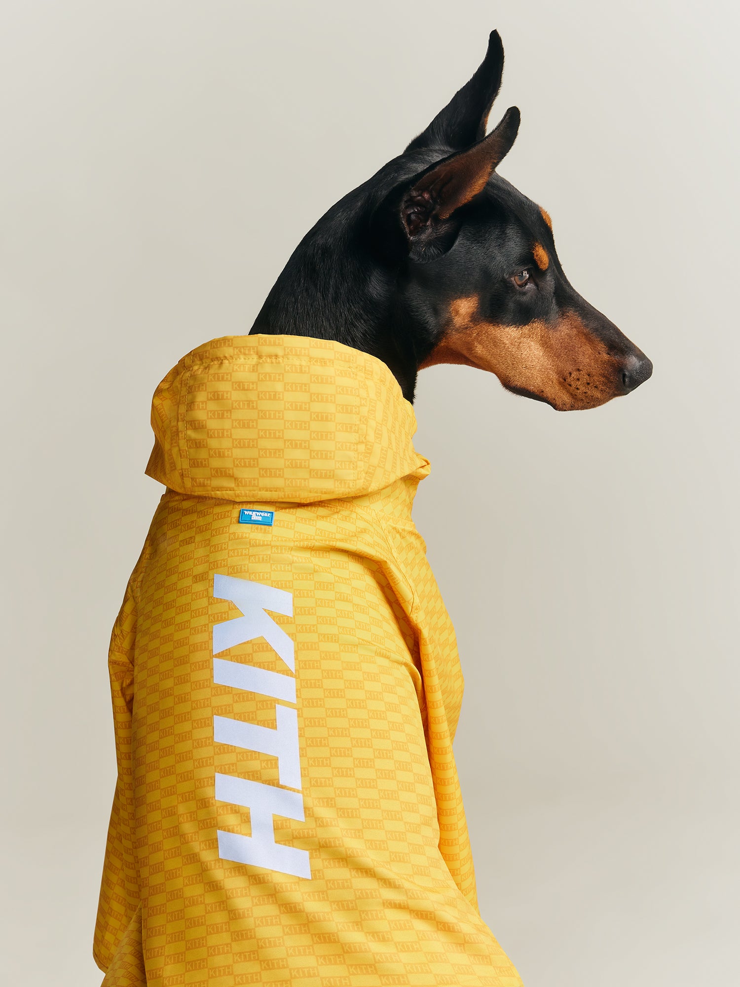 Kith for wagwear