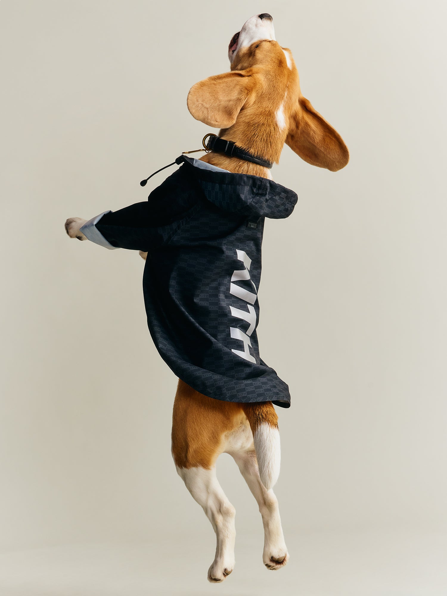 Kith for wagwear