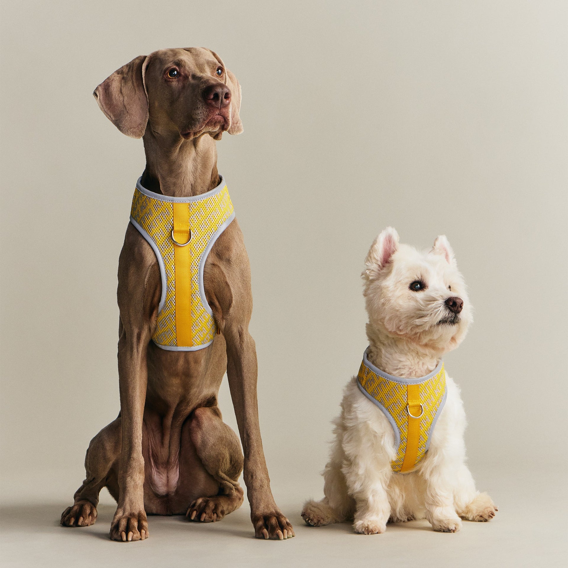 Kith for wagwear Padded Harness - Yellow