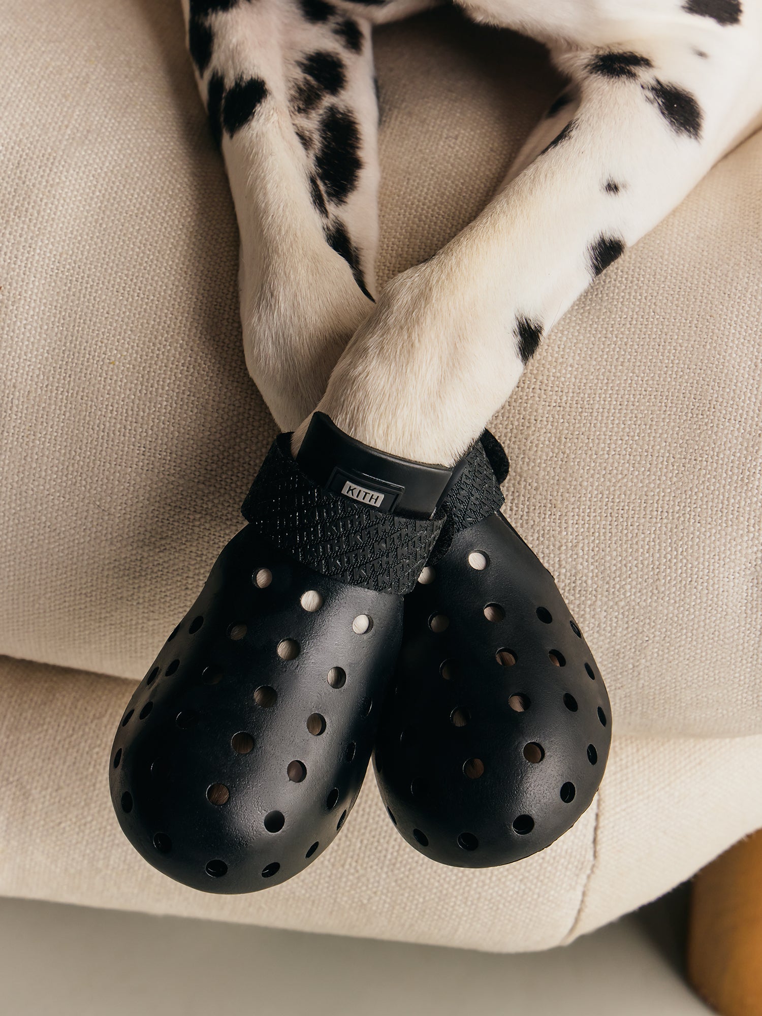 Kith for wagwear