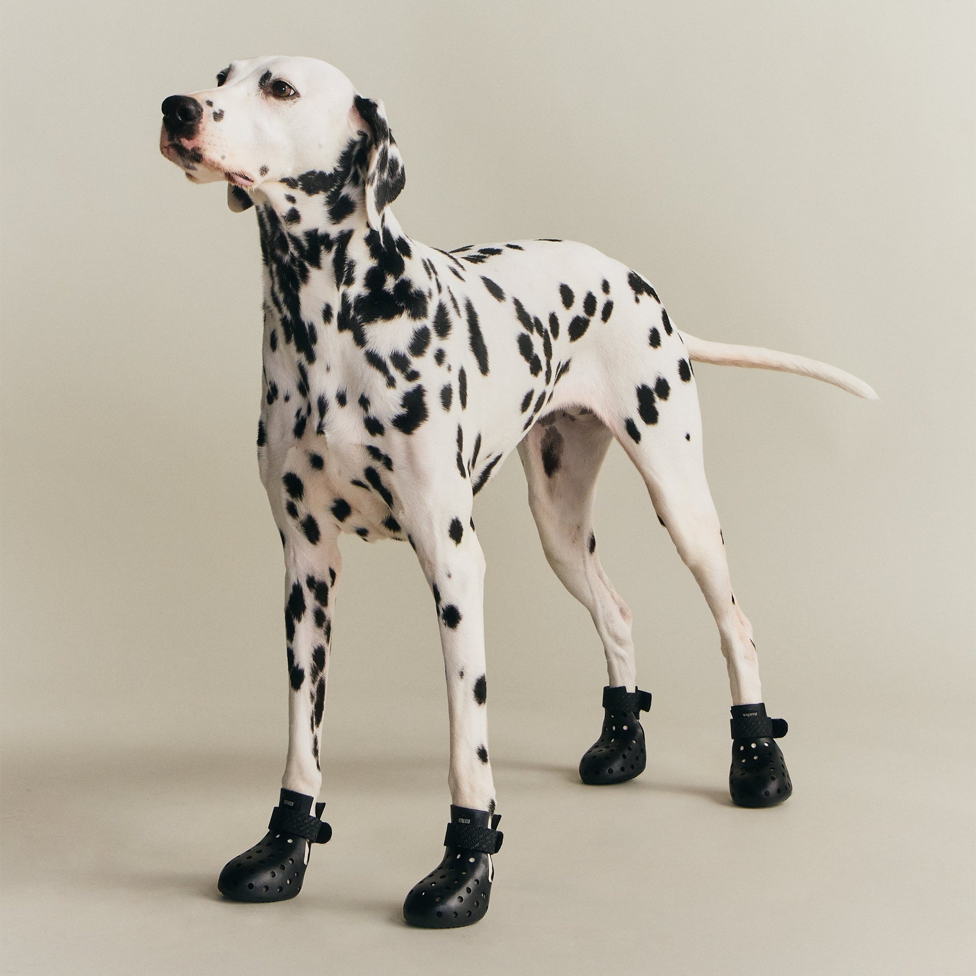 Kith for wagwear WagWellies Mojave - Black - PH