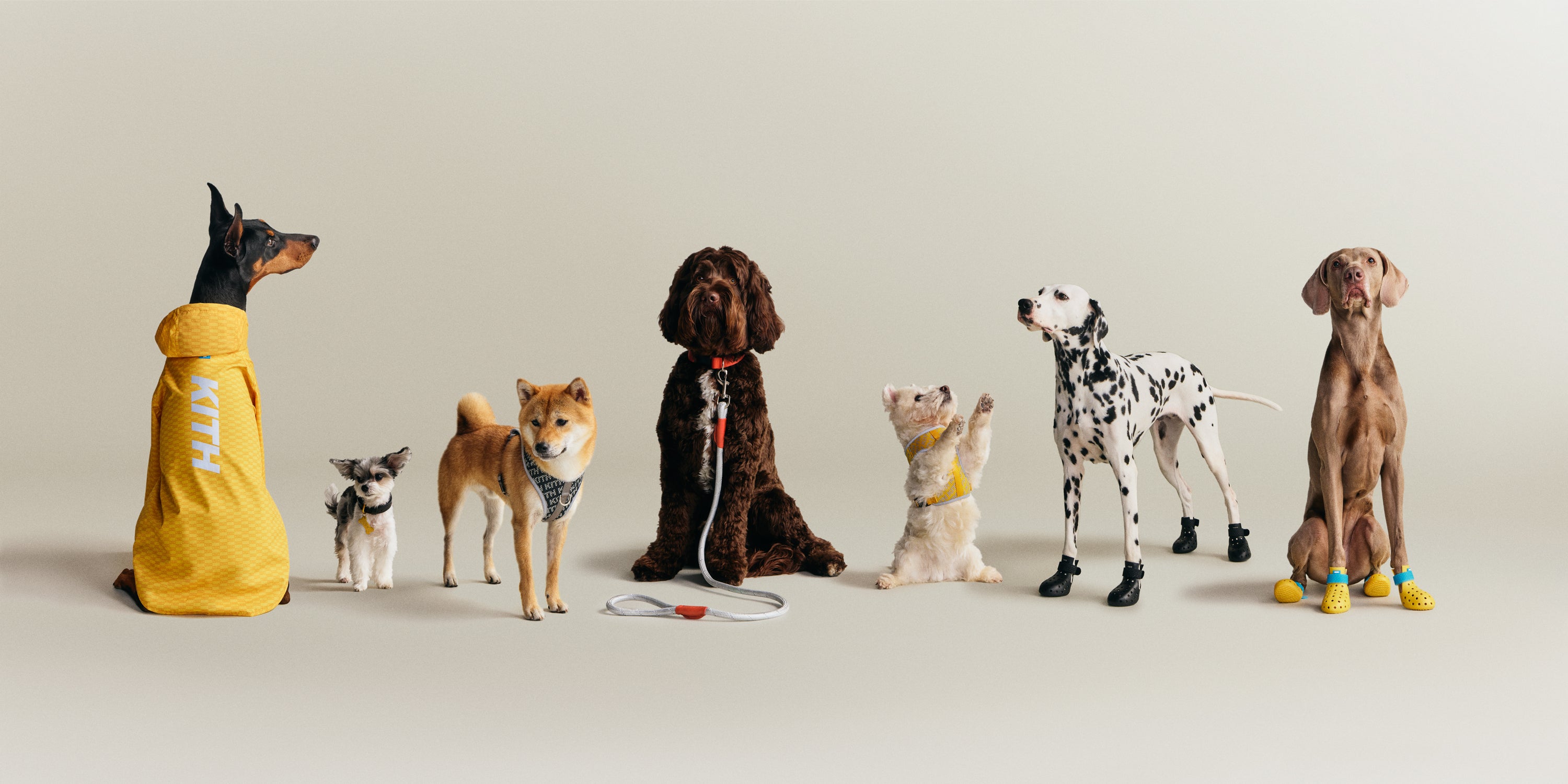 Kith for wagwear